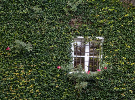Window of a house completely covered with leaves