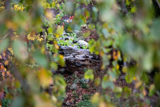 stream seen between the leaves, landscape view