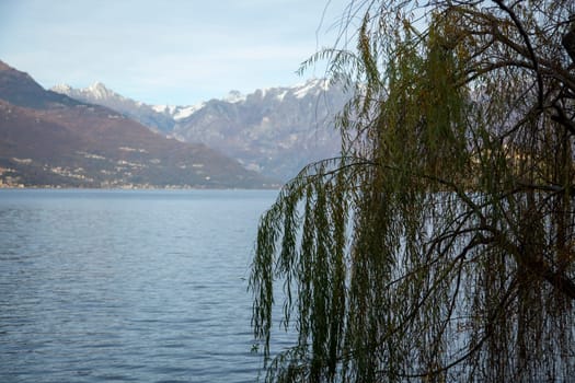 Willow tree near the lake, landscape view