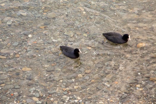 A couple of black ducks in the lake