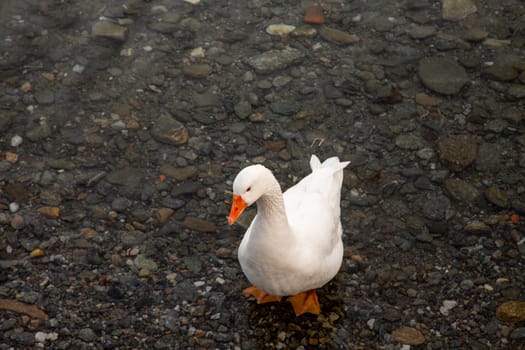 Duck in the water, horizontal view