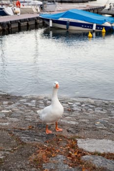 Duck on the border of a lake, vertical view