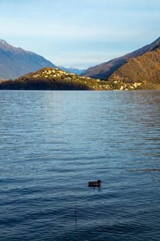 Solitary duck in the lake, vertical view