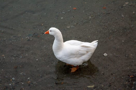 Duck on the beach, horizontal view