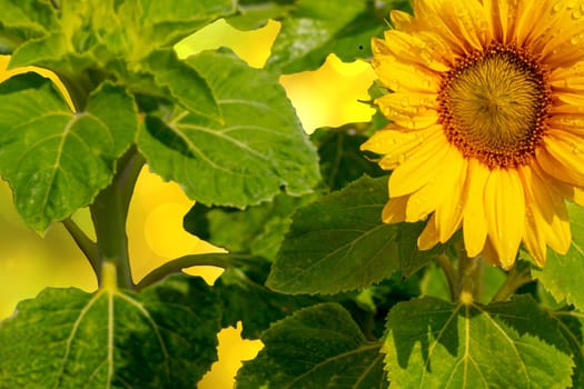 Selective focus on a beautiful blooming yellow sunflower on a sunny day over abstract blurred yellow spring background. Card concept. Space. Floral background.