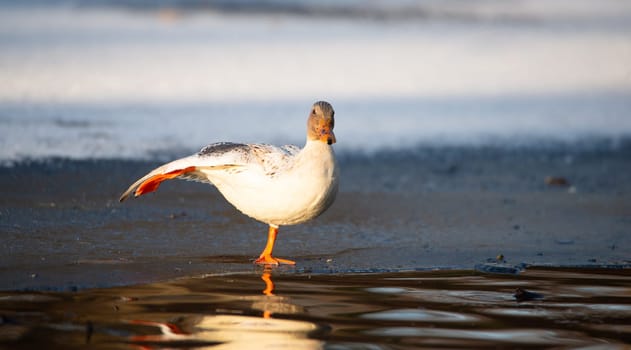 Hybrid albino mallard duck, anas platyrhynchos, waddle on frozen and snow covered wetland in winter, birds
