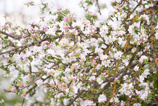 Apple tree with blossom in the spring, blue sky, springtime season, botanic