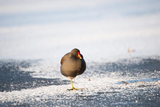 Common gallinule, Gallinula galeata moorhen waddle over frozen and snow covered pond in winter, birds