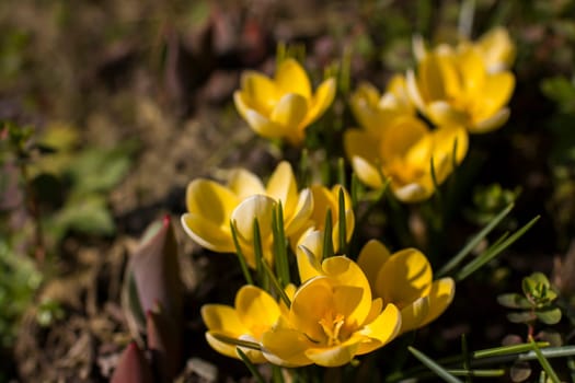 crocus - one of the first spring flowers
