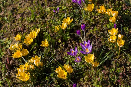 crocus flowers in the garden -  spring flowers