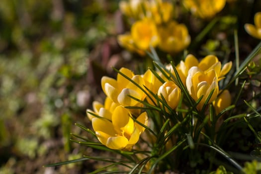 crocus - one of the first spring flowers