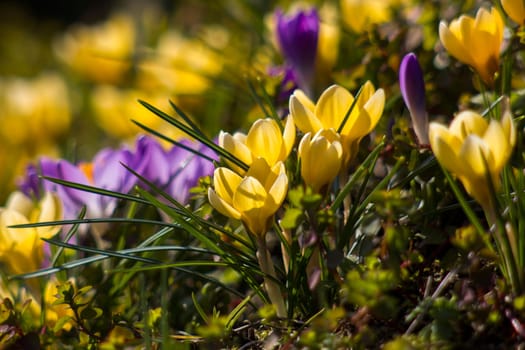 crocus flowers in the garden -  spring flowers - soft focus