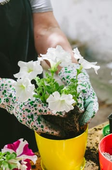 Senior woman holding petunia seedling for transplanting in flowers pot in her garden. Springtime gardening hobby activity.