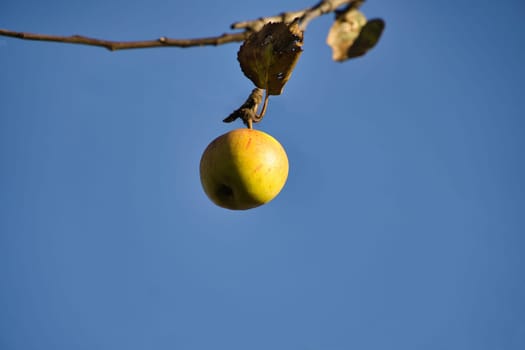 Apple on the branch. Fruit hangs on the tree. Fruit rich in vitamins. Food from the garden.