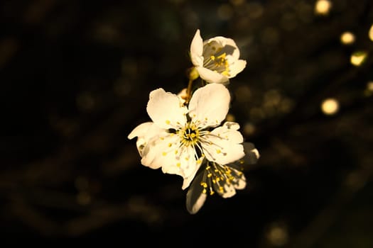cherry blossoms on the branches of a cherry tree. dreamy, delicate petals that bloom in spring