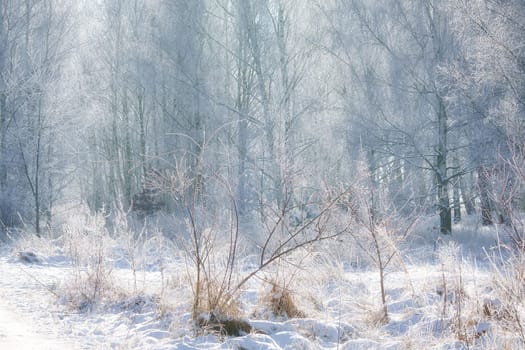 snowy birch forest on the outskirts of Berlin. Frost forms ice crystals on the branches. Clear, cold air and sun rays while walking.