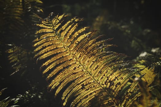 Yellow green fern leaf at autumn time with autumn light. Fern leaf in foreground. Light shines on the ribs of the leaf. Plant photo from nature