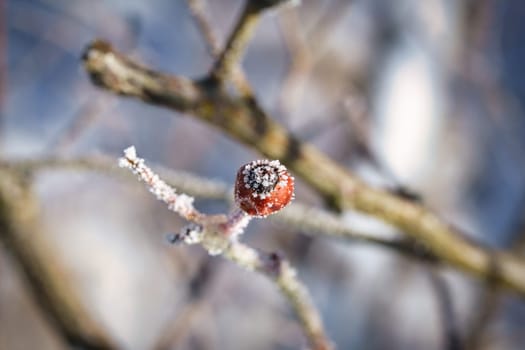 Ice crystals on a rose hip fruit. The result was a texture-rich and bizarre shapes. Winter shot from nature