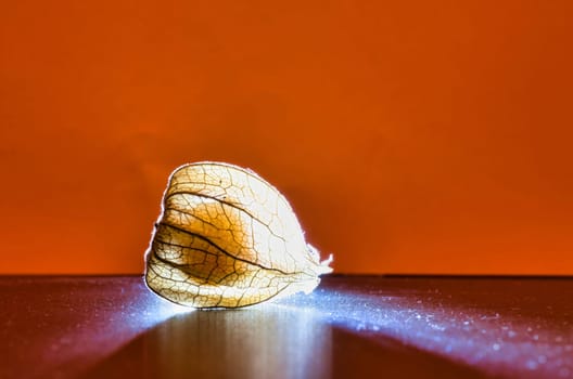 physalis, lit on black background, with orange background. Vitamin C rich fruit. Food photo
