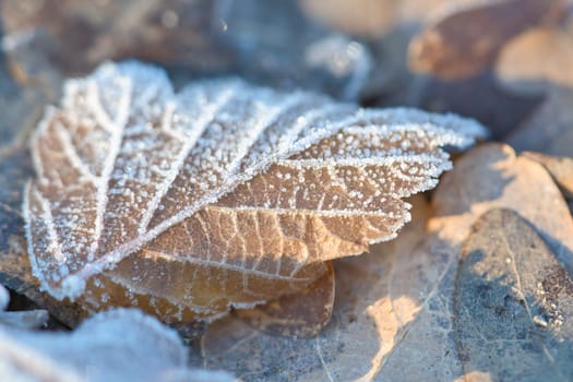Ice crystals on leaves lying on the ground. Close up of frozen water. Macro shot from nature