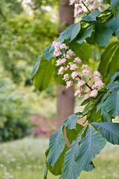 chestnut blossom on the branch of a chestnut tree. White flowers on the dagger. Spring time in the park. Flower photo from nature