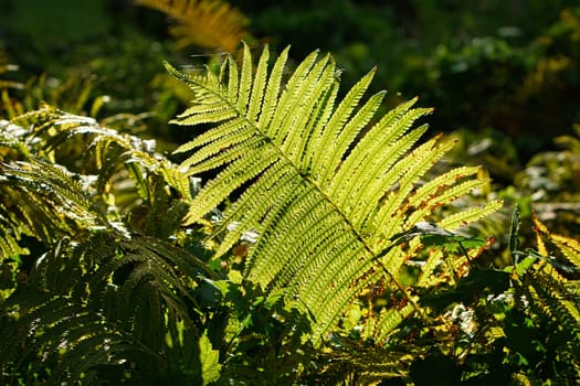 Yellow green fern leaf at autumn time with autumn light. Fern leaf in foreground. Light shines on the ribs of the leaf. Plant photo from nature