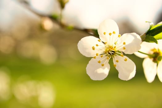 cherry blossoms on the branches of a cherry tree. dreamy, delicate petals that bloom in spring