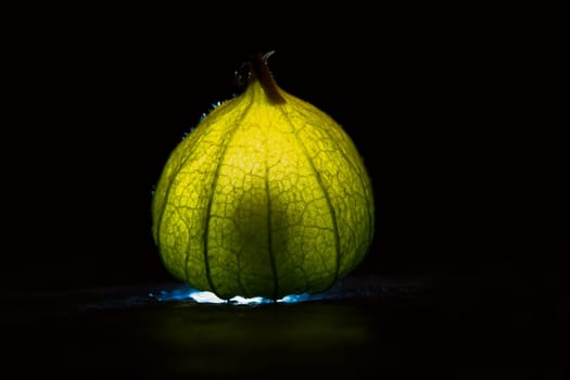 physalis on black wet ground. Lighted fruit. Vitamin C rich fruit. Structures shown in detail. Food photo