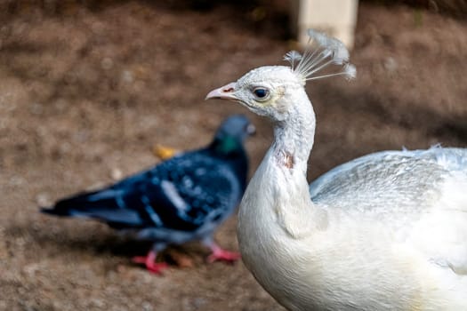 Leucistic Indian peacock in Polish park - Warsaw, Poland