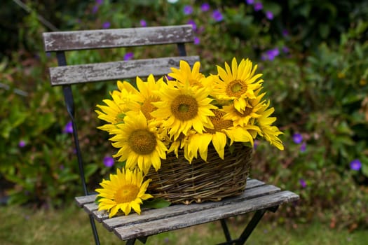 flowers - sunflowers in a basket on chair in the garden