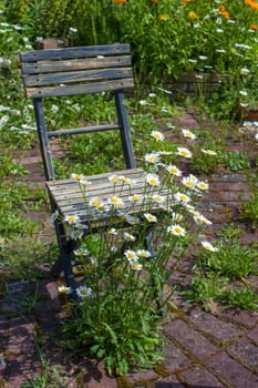 wild garden - herb spiral in the garden with fresh herbs and flowers and old chair