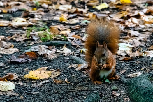 Wild Eurasian red squirrel (Sciurus vulgaris) in Kampinos National Park, Masovia, Poland