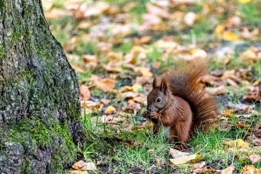 Wild Eurasian red squirrel (Sciurus vulgaris) in Kampinos National Park, Masovia, Poland