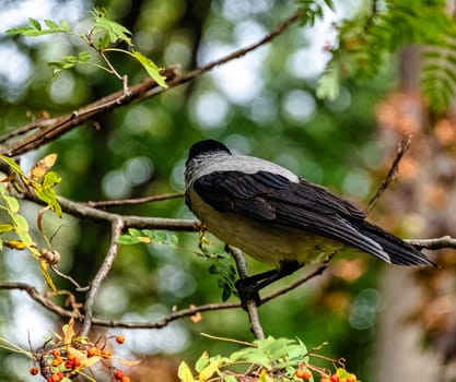 Hooded crow (Corvus cornix) also known as scald-crow or hoodie in Polish park - Warsaw, Poland