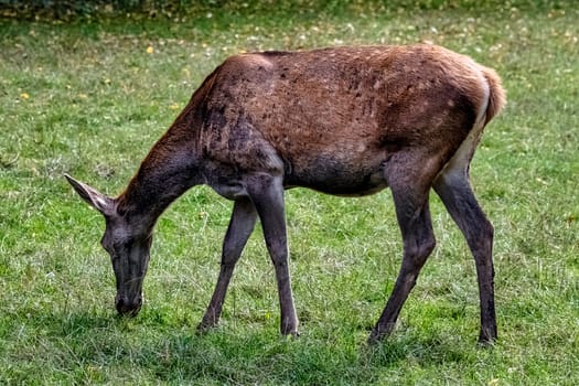 Western roe deer (Capreolus capreolus), also known as European roe in Bialowieza Forest, Poland