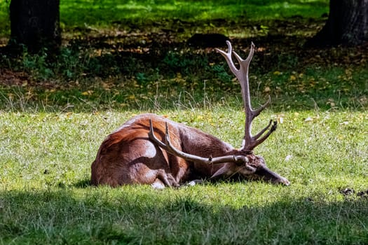 European red deer (Cervus elaphus) in Bialowieza Forest, Poland