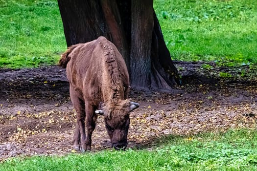 European wood bison (Bison bonasus), also known as the wisent, zubr or European buffalo in Bialowieza Forest, Poland