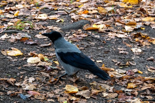 Hooded crow (Corvus cornix) also known as scald-crow or hoodie in Polish park - Warsaw, Poland