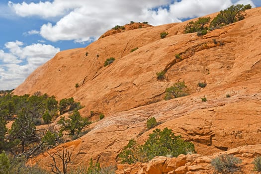 Sandstone Dome in the Desert in Canyonlands National Park in Utah