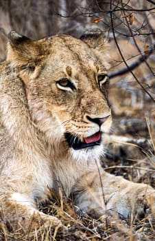 Lion, (Panthera leo), Kruger National Park, Mpumalanga, South Africa, Africa