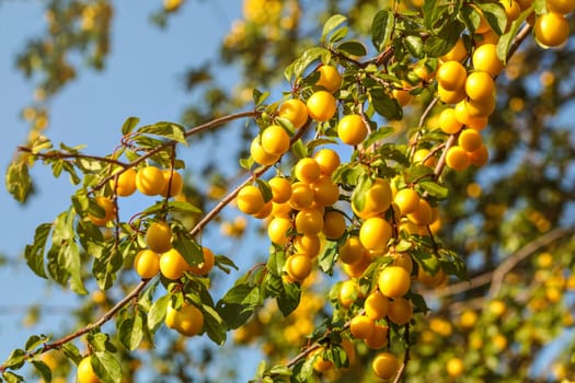 Ripe yellow mirabelle plums on tree branches. (Prunus domestica syriaca)