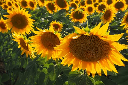 Agricultural sunflowers field. The Helianthus sunflower is a genus of plants in the Asteraceae family. Annual sunflower and tuberous sunflower. Blooming bud with yellow petals. Serbia life.