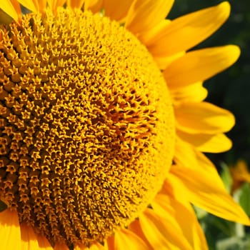 The Helianthus sunflower is a genus of plants in the Asteraceae family. Annual sunflower and tuberous sunflower. Agricultural field. Blooming bud with yellow petals. Furry leaves. Serbia agriculture.