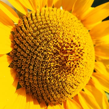 The Helianthus sunflower is a genus of plants in the Asteraceae family. Annual sunflower and tuberous sunflower. Agricultural field. Blooming bud with yellow petals. Furry leaves. Serbia agriculture.