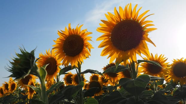 The Helianthus sunflower, Asteraceae family. Annual sunflower and tuberous sunflower. Agricultural field. Blooming bud with yellow petals. Furry leaves. Serbia agriculture. Blue sky and clouds.