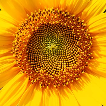 The Helianthus sunflower is a genus of plants in the Asteraceae family. Annual sunflower and tuberous sunflower. Agricultural field. Blooming bud with yellow petals. Furry leaves. Serbia agriculture.