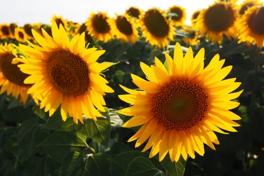 Agricultural sunflowers field. The Helianthus sunflower is a genus of plants in the Asteraceae family. Annual sunflower and tuberous sunflower. Blooming bud with yellow petals. Serbia life.