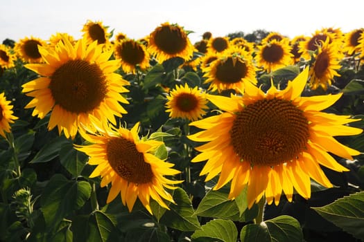 Agricultural sunflowers field. The Helianthus sunflower is a genus of plants in the Asteraceae family. Annual sunflower and tuberous sunflower. Blooming bud with yellow petals. Serbia life.