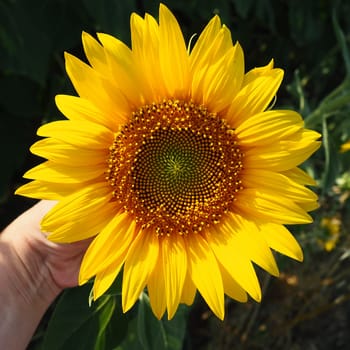 The Helianthus sunflower is a genus of plants in the Compositae family. Annual sunflower and tuberous sunflower. Agricultural field. Blooming yellow bud. Female hand touching sunflower flower.