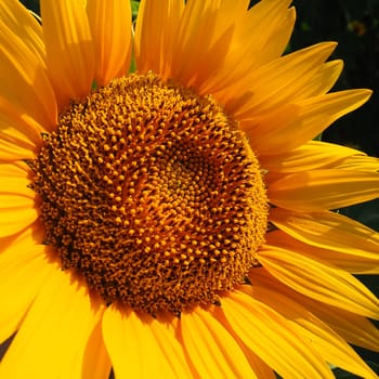 The Helianthus sunflower is a genus of plants in the Asteraceae family. Annual sunflower and tuberous sunflower. Agricultural field. Blooming bud with yellow petals. Furry leaves. Serbia agriculture.